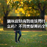 猫咪皮肤病到底该用什么药?不同类型用药全解析(图3) 猫咪皮肤病到底该用什么药?不同类型用药全解析(图3)