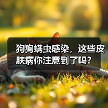 狗狗螨虫感染,这些皮肤病你注意到了吗?(图3) 狗狗螨虫感染,这些皮肤病你注意到了吗?(图3)