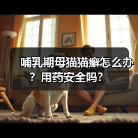 哺乳期母猫猫癣怎么办？用药安全吗？（图1）