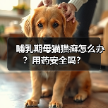 哺乳期母猫猫癣怎么办？用药安全吗？（图2）