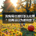 狗狗尾巴溃烂怎么处理？别再误以为是玩耍了（图1）