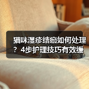 猫咪湿疹结痂如何处理？4步护理技巧有效缓解（图4）