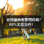 幼猫猫癣需要用药吗?80%无需治疗!(图1) 幼猫猫癣需要用药吗?80%无需治疗!(图1)