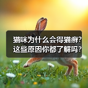 猫咪为什么会得猫癣?这些原因你都了解吗?(图2) 猫咪为什么会得猫癣?这些原因你都了解吗?(图2)