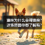 猫咪为什么会得猫癣？这些原因你都了解吗？