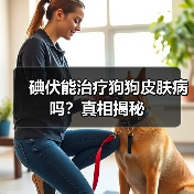 碘伏能治疗狗狗皮肤病吗？真相揭秘（图2）