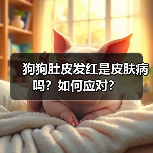 狗狗肚皮发红是皮肤病吗?如何应对?(图3) 狗狗肚皮发红是皮肤病吗?如何应对?(图3)