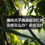 猫咪爪子真菌感染红肿发痒怎么办?家庭治疗全攻略(图2) 猫咪爪子真菌感染红肿发痒怎么办?家庭治疗全攻略(图2)