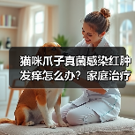 猫咪爪子真菌感染红肿发痒怎么办?家庭治疗全攻略(图4) 猫咪爪子真菌感染红肿发痒怎么办?家庭治疗全攻略(图4)