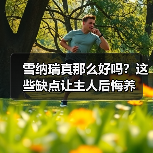 雪纳瑞真那么好吗？这些缺点让主人后悔养（图2）