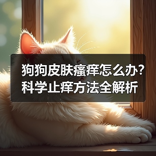 狗狗皮肤瘙痒怎么办？科学止痒方法全解析