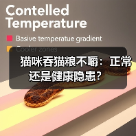 猫咪吞猫粮不嚼：正常还是健康隐患？（图2）