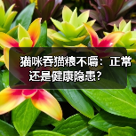 猫咪吞猫粮不嚼：正常还是健康隐患？（图4）