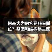 柯基犬为何容易髌骨脱位？基因和结构是主因（图4）