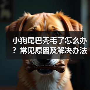小狗尾巴秃毛了怎么办?常见原因及解决办法(图2) 小狗尾巴秃毛了怎么办?常见原因及解决办法(图2)