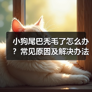 小狗尾巴秃毛了怎么办？常见原因及解决办法