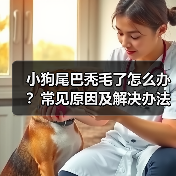 小狗尾巴秃毛了怎么办?常见原因及解决办法(图4) 小狗尾巴秃毛了怎么办?常见原因及解决办法(图4)