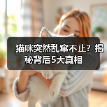 猫咪突然乱窜不止？揭秘背后5大真相（图2）