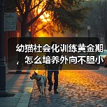 幼猫社会化训练黄金期，怎么培养外向不胆小的社牛猫？（图4）