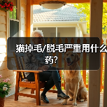 猫掉毛/脱毛严重用什么药？