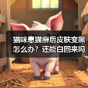 猫咪患猫癣后皮肤变黑怎么办？还能白回来吗？