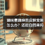 猫咪患猫癣后皮肤变黑怎么办?还能白回来吗?(图3) 猫咪患猫癣后皮肤变黑怎么办?还能白回来吗?(图3)
