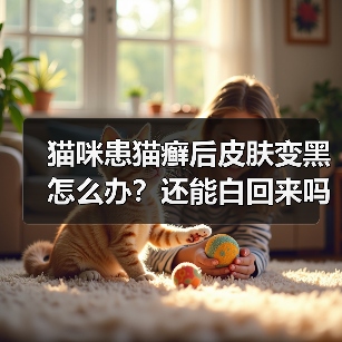 猫咪患猫癣后皮肤变黑怎么办?还能白回来吗?(图2) 猫咪患猫癣后皮肤变黑怎么办?还能白回来吗?(图2)