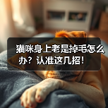 猫咪身上老是掉毛怎么办?认准这几招!(图3) 猫咪身上老是掉毛怎么办?认准这几招!(图3)