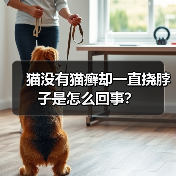 猫没有猫癣却一直挠脖子是怎么回事?(图2) 猫没有猫癣却一直挠脖子是怎么回事?(图2)