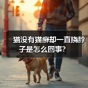 猫没有猫癣却一直挠脖子是怎么回事?(图4) 猫没有猫癣却一直挠脖子是怎么回事?(图4)