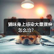 猫咪身上感染大量猫癣怎么治？