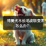 博美犬不长毛皮肤变黑怎么办?(图3) 博美犬不长毛皮肤变黑怎么办?(图3)