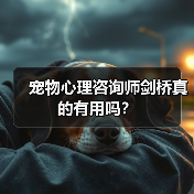 宠物心理咨询师剑桥真的有用吗？（图4）