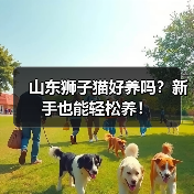 山东狮子猫好养吗?新手也能轻松养!(图4) 山东狮子猫好养吗?新手也能轻松养!(图4)
