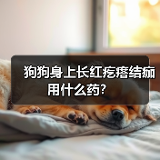 狗狗身上长红疙瘩结痂用什么药?(图3) 狗狗身上长红疙瘩结痂用什么药?(图3)