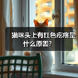 猫咪头上有红色疙瘩是什么原因?(图2) 猫咪头上有红色疙瘩是什么原因?(图2)