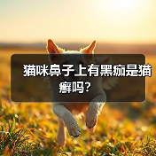 猫咪鼻子上有黑痂是猫癣吗？