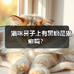 猫咪鼻子上有黑痂是猫癣吗？（图2）