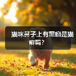猫咪鼻子上有黑痂是猫癣吗？（图4）