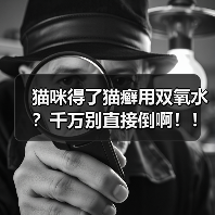 猫咪得了猫癣用双氧水?千万别直接倒啊!!(图2) 猫咪得了猫癣用双氧水?千万别直接倒啊!!(图2)
