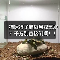 猫咪得了猫癣用双氧水？千万别直接倒啊！！