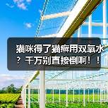 猫咪得了猫癣用双氧水?千万别直接倒啊!!(图4) 猫咪得了猫癣用双氧水?千万别直接倒啊!!(图4)