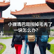 小猫嘴巴周围掉毛秃了一块怎么办?(图2) 小猫嘴巴周围掉毛秃了一块怎么办?(图2)