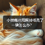 小猫嘴巴周围掉毛秃了一块怎么办?(图3) 小猫嘴巴周围掉毛秃了一块怎么办?(图3)