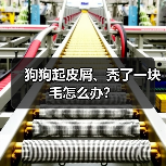 狗狗起皮屑、秃了一块毛怎么办?(图3) 狗狗起皮屑、秃了一块毛怎么办?(图3)