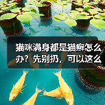 猫咪满身都是猫癣怎么办？先别扔，可以这么治！