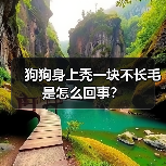 狗狗身上秃一块不长毛是怎么回事?(图3) 狗狗身上秃一块不长毛是怎么回事?(图3)