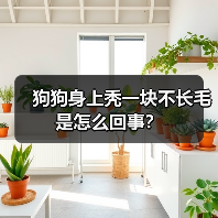 狗狗身上秃一块不长毛是怎么回事?(图4) 狗狗身上秃一块不长毛是怎么回事?(图4)