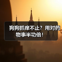 狗狗抓痒不止？用对药物事半功倍！
