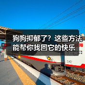狗狗抑郁了?这些方法能帮你找回它的快乐(图1) 狗狗抑郁了?这些方法能帮你找回它的快乐(图1)